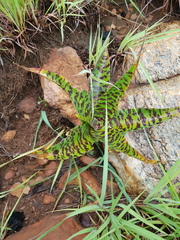 Ledebouria luteola