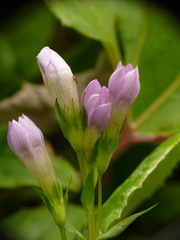 Gentianella germanica