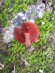 Cortinarius hesleri