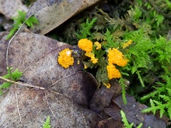 Physarum virescens