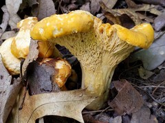 Cantharellus flavus
