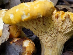 Cantharellus flavus