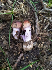 Cortinarius collinitus