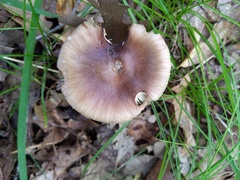 Amanita solaniolens
