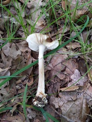 Amanita solaniolens