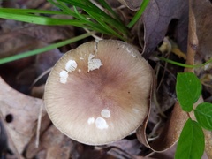 Amanita solaniolens