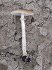 Amanita solaniolens