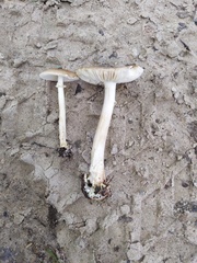 Amanita solaniolens