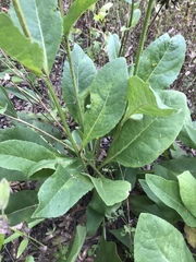 Silphium radula