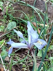 Iris histrio