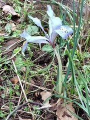 Iris histrio