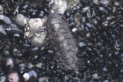 Acanthopleura echinata