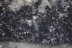 Acanthopleura echinata