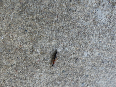 Xantholinus elegans