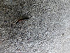 Xantholinus elegans