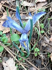 Iris histrio