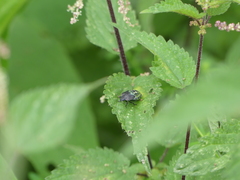 Nezara viridula