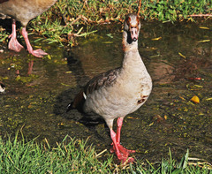 Alopochen aegyptiaca