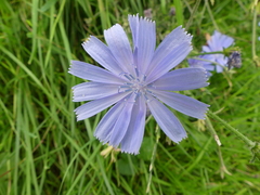 Cichorium intybus