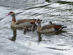 Alopochen aegyptiaca