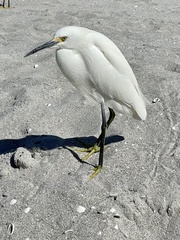 Egretta thula image