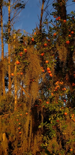 Image of Citrus deliciosa by no rights reserved