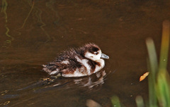 Alopochen aegyptiaca