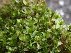 Ptychostomum capillare