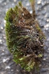 Bryopsida