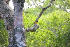 Ploceus bicolor bicolor