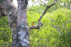 Ploceus bicolor bicolor