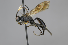 Eutanyacra consignata