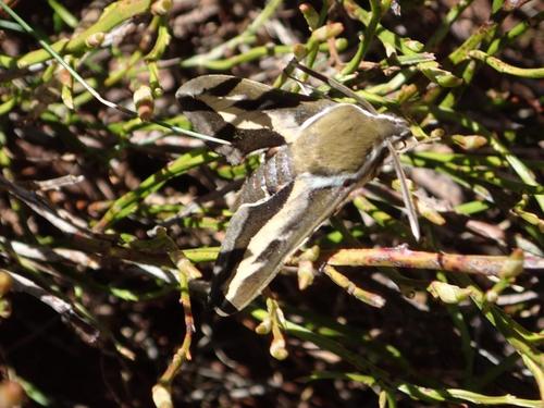 Hyles gallii