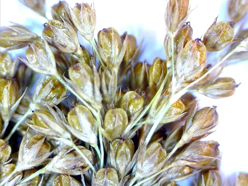 Juncus effusus