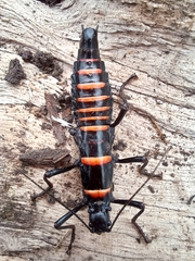 Monticomorpha flavolimbata