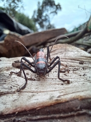 Monticomorpha flavolimbata