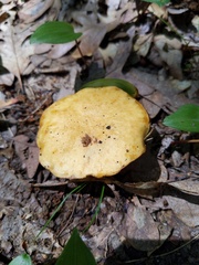 Suillus subaureus