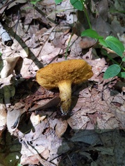 Suillus subaureus