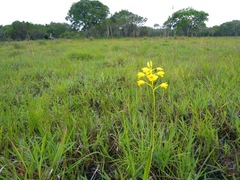 Eulophia odontoglossa