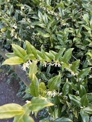 Sarcococca confusa