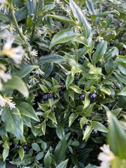 Sarcococca confusa