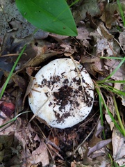 Lactifluus subvellereus