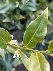 Sarcococca confusa