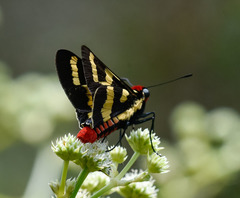 Sarbia damippe