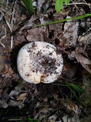 Lactifluus subvellereus