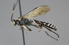 Eutanyacra consignata