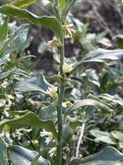 Sarcococca confusa