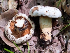 Lactifluus subvellereus