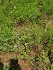 Crabbea angustifolia