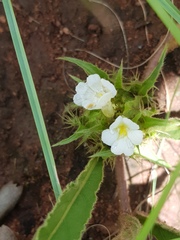 Crabbea angustifolia